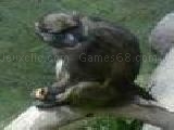 Jouer à monkey on a log jigsaw puzzle