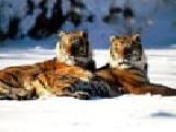 Jouer à Lounging siberian tiger