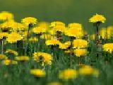 Jouer à Jigsaw: yellow flowers
