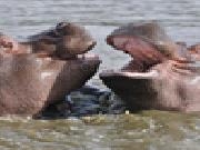 Jouer à Hippos slider puzzle