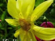 Jouer à Kingdom of the flowers: yellow flower