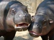 Jouer à Jigsaw: hippos