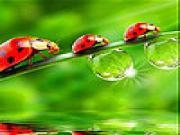 Jouer à Cute  red ladybirds slide puzzle