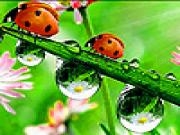 Jouer à Acrobat ladybird beetles puzzle