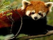 Jouer à Hidden Animals Red Pandas
