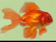 Jouer à Shining Gold Fish