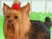 Jouer à Cute Yorkie