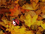 Jouer à Hidden Insects