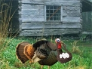 Jouer à Fat Turkey Escape