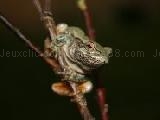 Jouer à Gray treefrog jigsaw puzzle