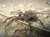 Jouer à Wolf spider jigsaw #2