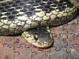 Jouer à Common garter snake jigsaw puzzle