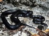 Jouer à Black rat snake jigsaw puzzle