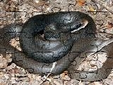Jouer à Black racer jigsaw puzzle