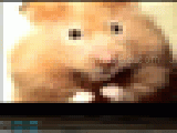 Jouer à Pix chat (webcam app)