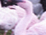 Jouer à Flamants roses puzzle