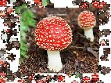 Jouer à Jigsaw: toadstool