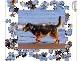 Jouer à Jigsaw: tennis ball dog