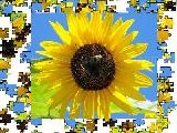 Jouer à Jigsaw: yellow sunflower