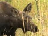 Jouer à baby moose moving jigsaw