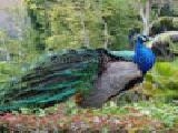 Jouer à peacock jigsaw puzzle