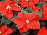 Jouer à poinsettia jigsaw