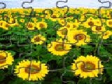 Jouer à sunflowers jigsaw