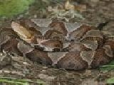 Jouer à copperhead jigsaw