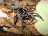 Jouer à wolf spider jigsaw