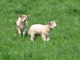 Jouer à jigsaw: lambs
