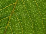 Jouer à jigsaw: leaf veins