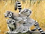 Jouer à Four curious lemur puzzle