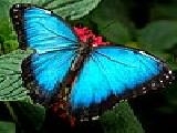 Jouer à Blue butterfly puzzle