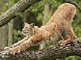 Jouer à Tired lynx puzzle
