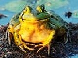 Jouer à Swamp frog puzzle