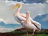 Jouer à Two pelicans puzzle