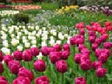 Jouer à Jigsaw: tulip garden