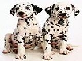 Jouer à Two dalmatians slide puzzle