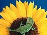 Jouer à Chameleon on the sunflower puzzle