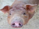 Jouer à Pretty piglets