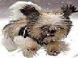 Jouer à Snow and the dog puzzle