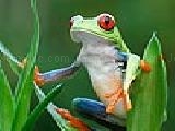 Jouer à Curious frog puzzle