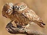 Jouer à Two owl puzzle