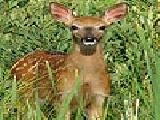 Jouer à Fawn slide puzzle