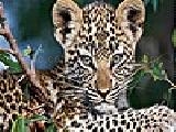 Jouer à Lovely leopard puzzle