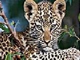Jouer à Lovely leopard puzzle