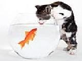Jouer à Cat and fish puzzle