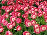 Jouer à Tulip 3 jigsaw puzzle