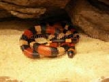 Jouer à Pueblan milk snake jigsaw puzzle