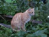 Jouer à Cat jigsaw puzzle